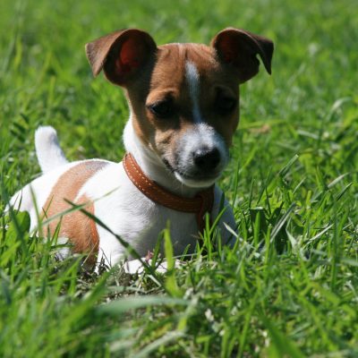 3164598-2560×1600-desktop-hd-jack-russell-terrier-background-image 3164598-2560x1600-desktop-hd-jack-russell-terrier-background-image