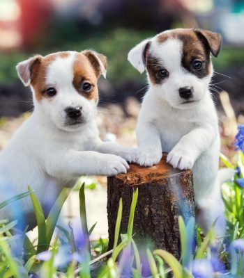 3332327-2560×1707-desktop-hd-jack-russell-terrier-background-photo 3332327-2560x1707-desktop-hd-jack-russell-terrier-background-photo